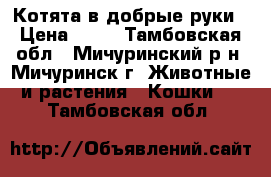 Котята в добрые руки › Цена ­ 10 - Тамбовская обл., Мичуринский р-н, Мичуринск г. Животные и растения » Кошки   . Тамбовская обл.